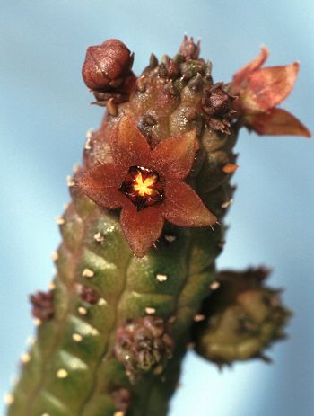 Echidnopsis repens