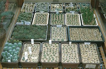 Seedlings in trays