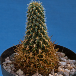 Thin growth and short weak spines caused by poor light