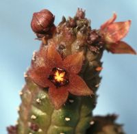 Echidnopsis repens