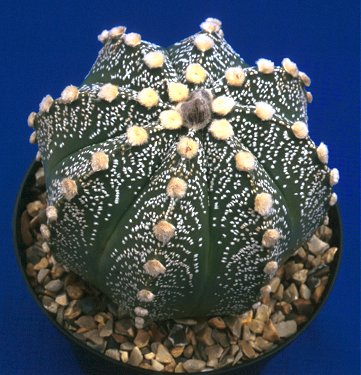 Astrophytum capricorne (hybrid)