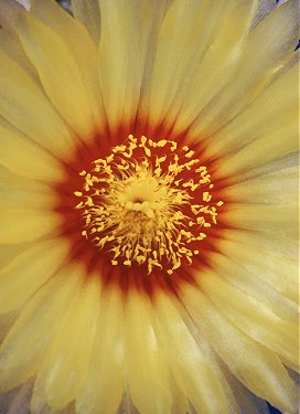 Astrophytum capricorne (hybrid) - flower