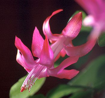 Schlumbergera flower