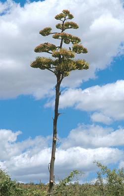 Typical Agave flower spike