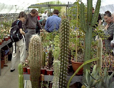 Croston Cactus