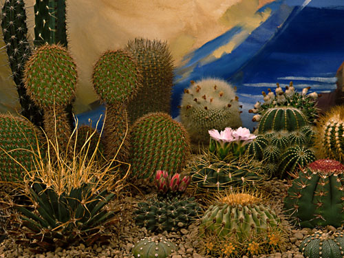 Cactus Display (close up)