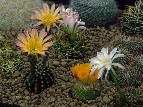 Cactus Display (flowers)