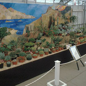 Succulent Display - National Garden Festival