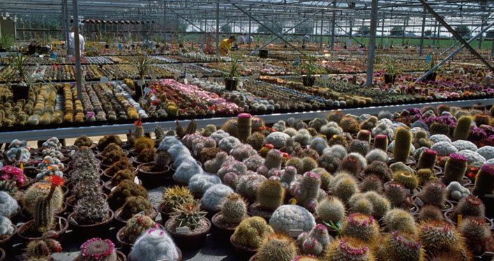 Southfield Nurseries 'Cactusland'